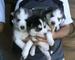 Husky Siberiano cachorros garantía sanitaria por escrito - Foto 1