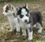 Husky tricolores machos y hembras de 2 meses