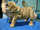 Listo ahora kc reg bulldog ingles cachorros para la adopcion - Foto 1