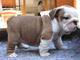 Listo ahora kc reg bulldog ingles cachorros para la adopcion - Foto 2