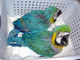 Loro guacamayo azul y dorado por solo 180 € - Foto 1