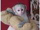 Los monos capuchinos (masculino y femenino 