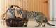 Regalo absolutamente impresionantes gatitos de sabana