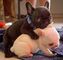 Regalo adorable excepcional bulldog francés cachorros - Foto 1