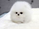 Regalo adorable y juguetón cachorros de Pomerania - Foto 1