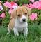 Regalo adorable y muy cariñoso Jack Russell cachorros - Foto 1