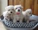 Regalo bichon maltes cachorros para adopcion