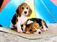 Regalo bonito y saludable cachorros de beagle - Foto 1