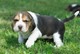 Regalo Cachorro de Beagle encantador para la adopción - Foto 1