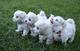 Regalo cachorros de Bichon Maltes// - Foto 1