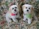 Regalo cachorros de bichon maltes//