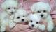 Regalo cachorros de Bichon Maltes// - Foto 1