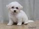 Regalo cachorros de bichon maltes//