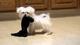 Regalo cachorros de Bichon Maltes// - Foto 1