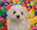 Regalo cachorros de bichon maltes//