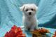 Regalo cachorros de bichon maltes//