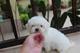 Regalo cachorros de Bichon Maltes// - Foto 1