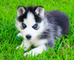 Regalo Cachorros de husky siberiano encantador - Foto 1