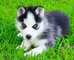 Regalo cachorros de husky siberiano encantador