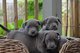Regalo cachorros staffordshire terrier
