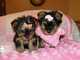 Regalo cachorros yorkie bonitos para su familia - Foto 1