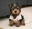 Regalo cachorros yorkshire terrier mini toy3