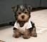 Regalo cachorros yorkshire terrier mini toy8