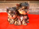 Regalo desparasitado y vacunado cachorros yorkie actualizados - Foto 1