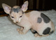 Regalo Gatitos Sphynx muy cariñosos y juguetones - Foto 1