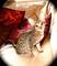 Regalo lindo, bien socializado savannah gatitos - Foto 1