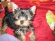 Regalo mini cachorros yorkshire terrier,