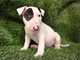 Regalo muy activo y sensible cachorros bull terrier