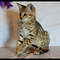 Regalo muy cariñoso sabana gatitos - Foto 1