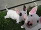 Regalo regalo cachorros de bull terrier