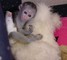 Regalo saludable, bonitos monos capuchinos - Foto 1