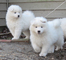 Regalo samoyedos cachorros disponible