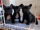 Regalos cachorros Bulldog Frances para adopcion - Foto 1