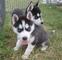 Siberian Husky cachorros para la adopción - Foto 1
