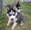 Siberian husky cachorros para la adopción
