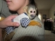 Tenemos monos capuchinos, monos ardilla, monos Sipder, bebés Lem - Foto 1