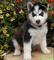 Un husky (blanco y negro)