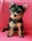 2 bonitos cachorros de yorkie chicos y chicas///// - Foto 1