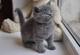 Adopción británica de gatos de pelo corto macho y hembra -navidad - Foto 1