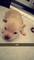 Adorable excelente preciosos chihuahua navidad - Foto 1