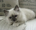 Adorable gatitos caracal disponibles - navidad - Foto 1