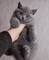 Adorable gatitos Scottish fold - navidad - Foto 1