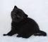 Adorable gatitos Scottish fold - navidad - Foto 2