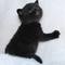 Adorable gatitos Scottish fold - navidad - Foto 3