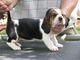 Basset Hound - Foto 1