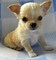Cachorros Chihuahua para regalos - Foto 1